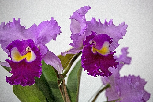 orchid1819_x500.jpg