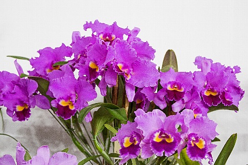 orchid1821_x500.jpg