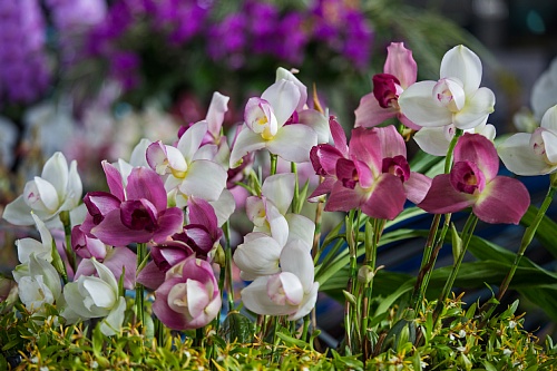 orchid1824_x500.jpg