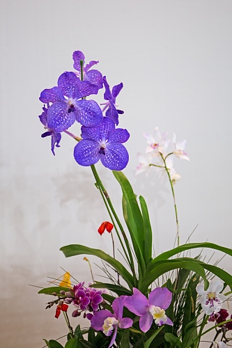 orchid1846_y500.jpg