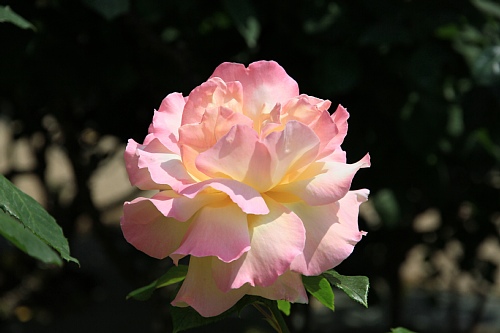 rose1118_x500.jpg