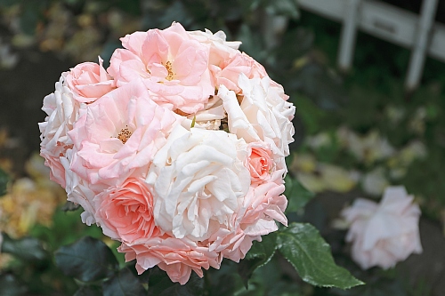 rose1928_x500.jpg