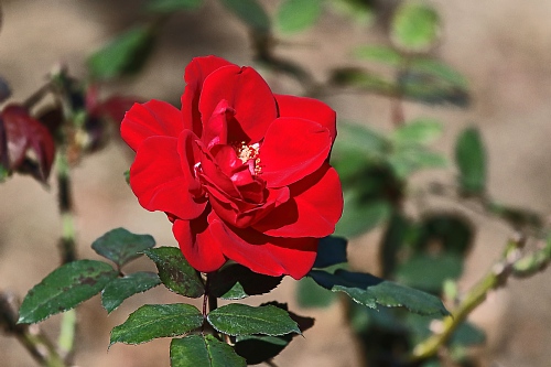rose2012_x500.jpg