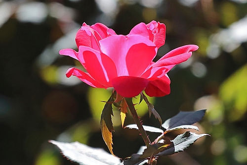 rose2028_x500.jpg