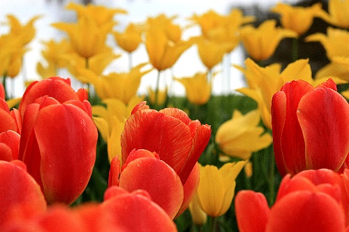 tulip1011_x500.jpg