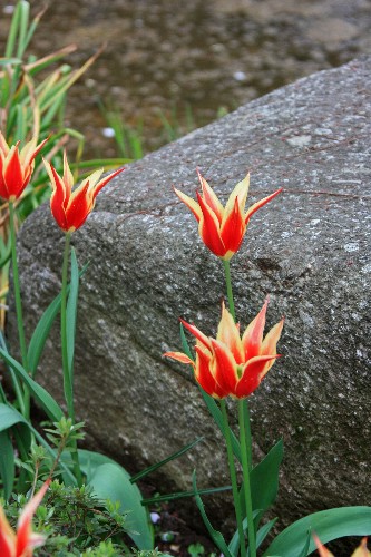 tulip1013_y500.jpg
