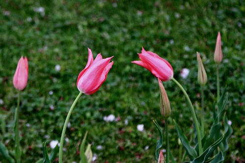 tulip1015_x500.jpg