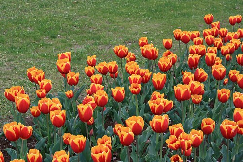 tulip1016_x500.jpg