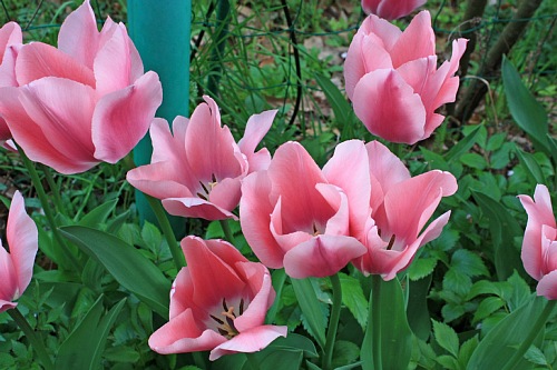 tulip1029_x500.jpg