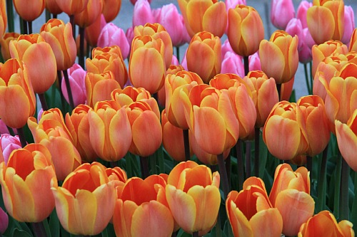tulip1105_x500.jpg