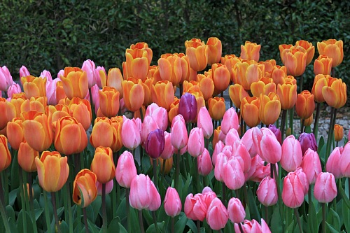 tulip1106_x500.jpg