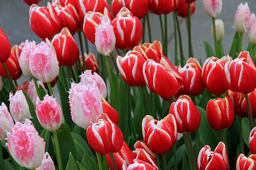 tulip1111_x500.jpg