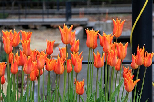 tulip1123_x500.jpg