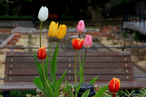 tulip1124_x500.jpg