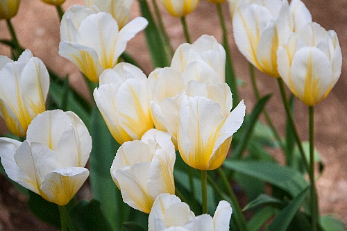 tulip1712_x500.jpg
