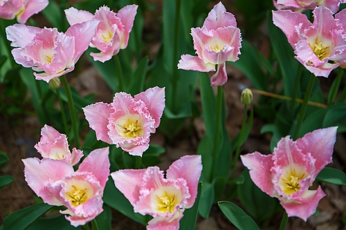tulip1716_x500.jpg