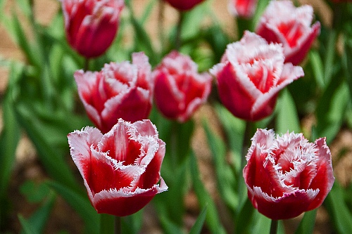 tulip1717_x500.jpg